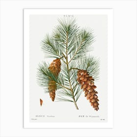 White Pine Print Art Print