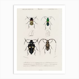 Different Types Of Beetles, Charles Dessalines D'Orbigny 3 Art Print