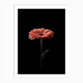 Gerbera 1 Art Print