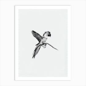 Macaw B&W Pencil Drawing 2 Bird Art Print