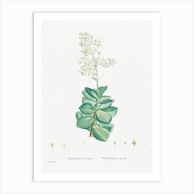 Crassula Lactea, Pierre Joseph Redoute Art Print