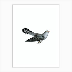 Vintage Common Cuckoo Male Bird Illustration on Pure White n.0038 Art Print