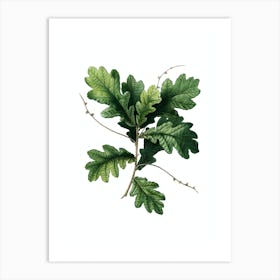 Vintage English Oak Botanical Illustration on Pure White n.0783 Art Print