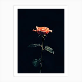 Single Rose On Black Background 61 Art Print