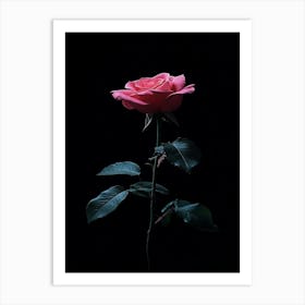 Rose On A Black Background Art Print