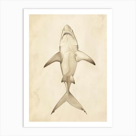 Smallscale Cookiecutter Shark Vintage Illustration 1 Art Print