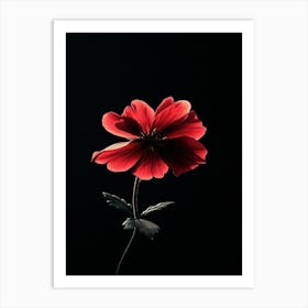 Red Flower On Black Background 3 Art Print