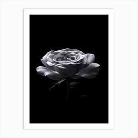 Black Rose 17 Art Print