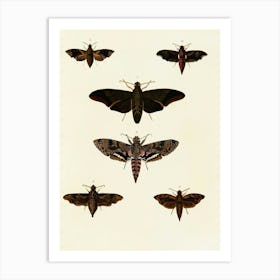 Vintage Moths 1 Art Print