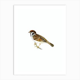 Vintage Eurasian Tree Sparrow Maya Bird Illustration on Pure White n.0018 Art Print