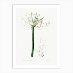 Caribbean Spider Lily Illustration From Les Liliacées (1805), Pierre Joseph Redoute Art Print
