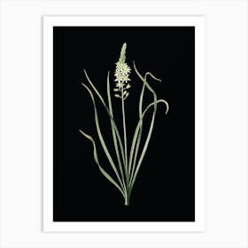 Vintage Wild Asparagus Botanical Illustration on Solid Black Art Print