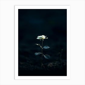 Single White Rose In The Dark Art Print