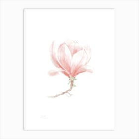 Magnolia Art Print