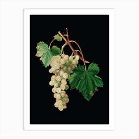 Vintage Muscat Grape Botanical Illustration on Solid Black n.0720 Art Print
