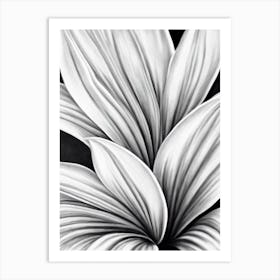 Lilies B&W Pencil 1 Flower Art Print