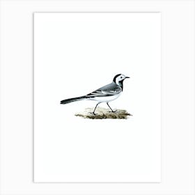 Vintage White Wagtail Bird Illustration on Pure White Art Print