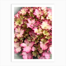 Pink Hydrangeas - Photography Art Print