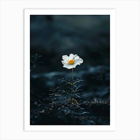 White Daisy 13 Art Print