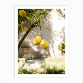 Moroccan Lemons Affiche