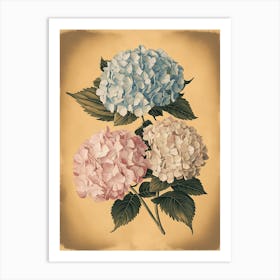 Hydrangeas 1 Art Print