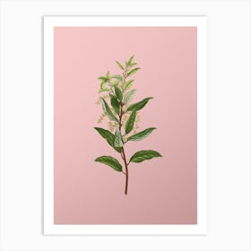 Vintage Evergreen Oak Botanical on Soft Pink Art Print