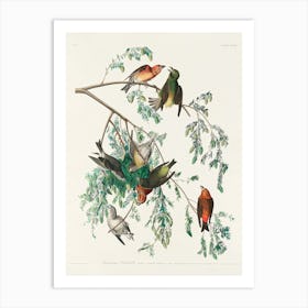 American Crossbill, Birds Of America, John James Audubon Art Print