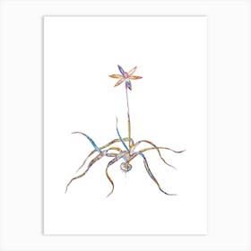 Stained Glass Hypoxis Stellata Mosaic Botanical Illustration on White n.0065 Art Print