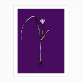 Vintage Cape Tulip Black and White Gold Leaf Floral Art on Deep Violet n.0739 Art Print