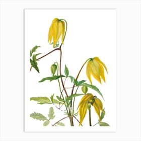 Yellow Columbine Art Print