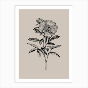 Peony print art Art Print