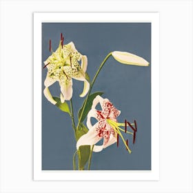 Lilies Collotype From Japan, Kazumasa Ogawa Art Print