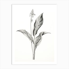 Comfrey Vintage Botanical Herbs 3 Art Print