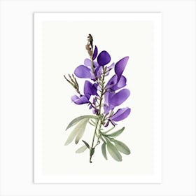 Wild Indigo Wildflower Watercolour Art Print