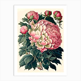 Shirley Temple Peonies Vintage Botanical Art Print
