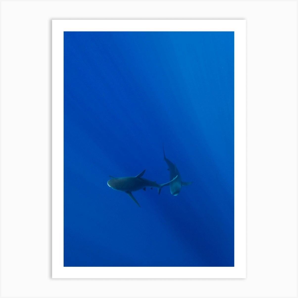 Hawaiian Shark VIII Art Print by Bethany Young - Fy