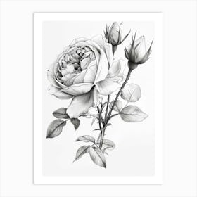 Roses Sketch 9 Art Print