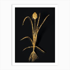 Vintage Veltheimia Abyssinica Botanical in Gold on Black n.0229 Art Print