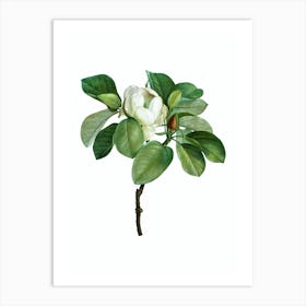 Vintage Magnolia Elegans Botanical Illustration on Pure White n.0262 Art Print