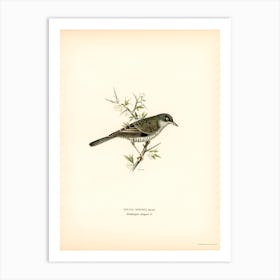 Barred Warbler, The Von Wright Brothers Art Print