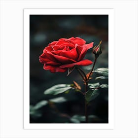 Red Rose 18 Art Print