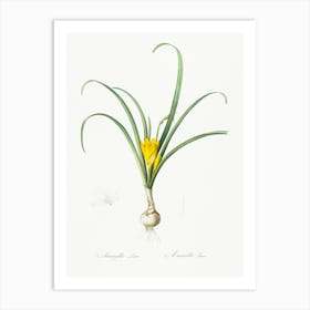 Yellow Autumn Crocus Illustration From Les Liliacées (1805), Pierre Joseph Redoute Art Print