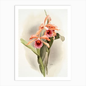 Orchids 3 Art Print