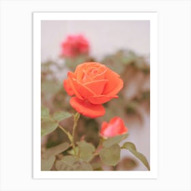 Retro floral red rose in France - flower summer nature and travel photography by Christa Stroo Photography Art Print