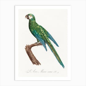 The Blue Winged Macaw From Natural History Of Parrots, Francois Levaillant 2 Art Print