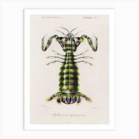 Giant Mantis Shrimp (Squilla Maculata), Charles Dessalines D' Orbigny Art Print