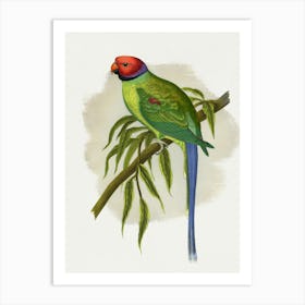 Parrot Stock Videos & Royalty-Free Footage 1 Art Print