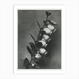 Lyonia Calyculata (1928), Karl Blossfeldt Art Print