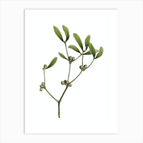 Vintage Viscum Album Branch Botanical Illustration on Pure White n.0461 Art Print