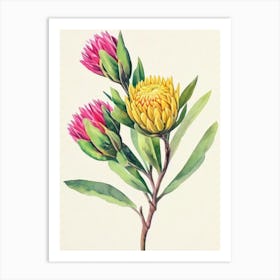 Proteas 1 Vintage Flowers Flower Art Print